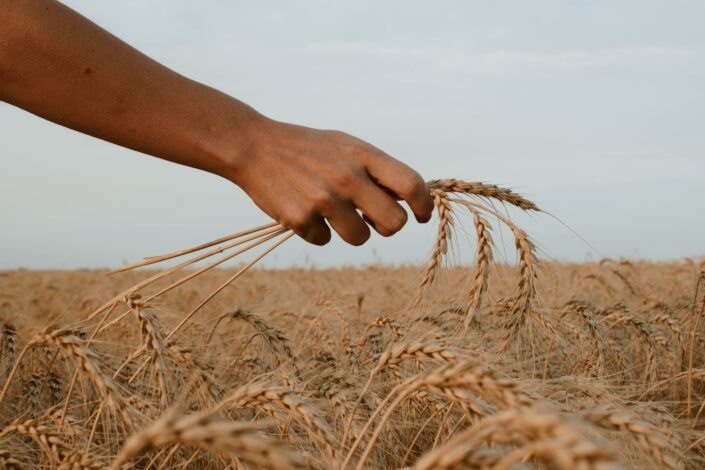Preti li svetu nestašica hrane? Kina kupuje sve raspoložive rezerve
