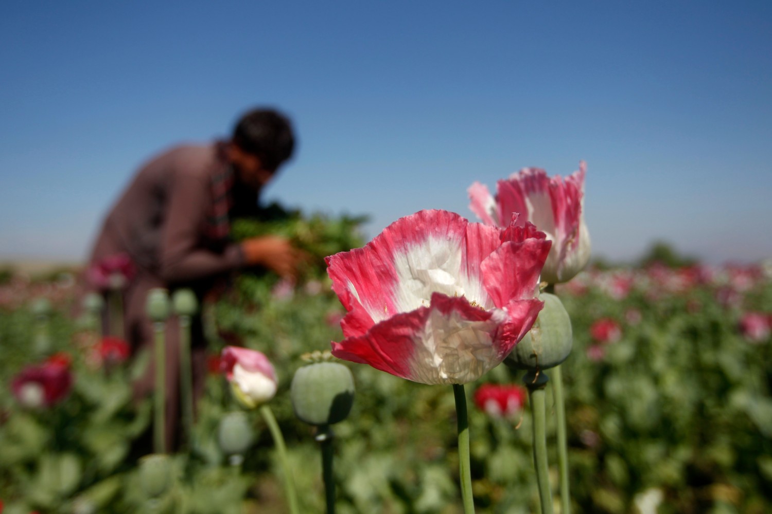 An Afghan man works on a poppy field in Jalalabad province April 17, 2014. Reuters/ Parwiz